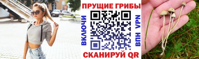 Псилоцибиновые грибы ЛСД OMG как зайти Дальнегорск