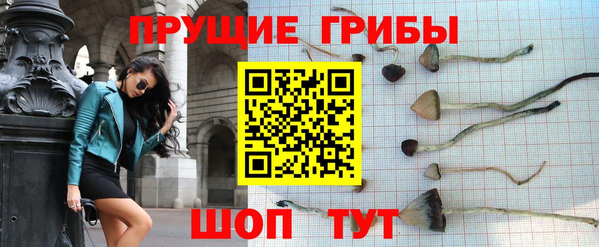 Псилоцибиновые грибы Cubensis Дальнегорск